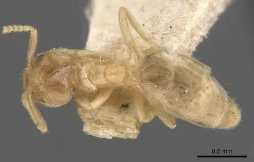 Chronoxenus myops - CASENT0907616