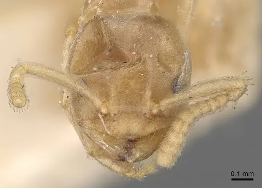 Chronoxenus myops - CASENT0907616