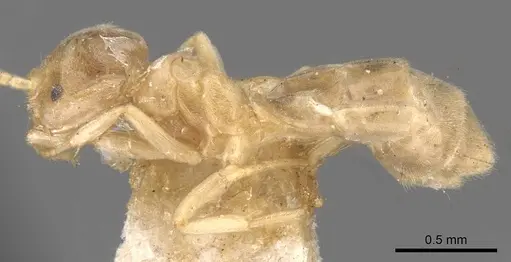 Chronoxenus myops - CASENT0907616