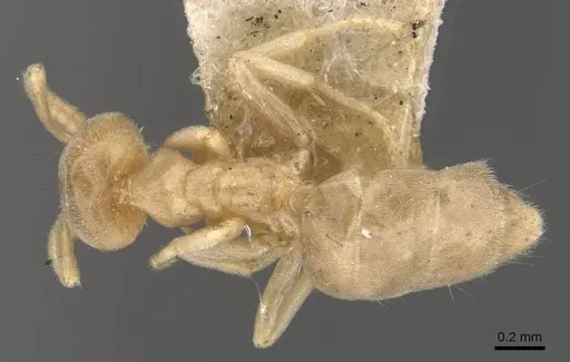 Chronoxenus myops - CASENT0909576