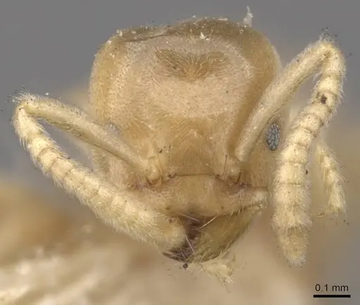 Chronoxenus myops - CASENT0909576