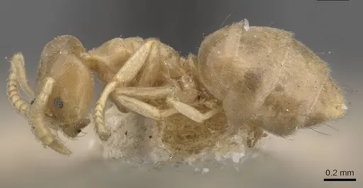 Chronoxenus myops - CASENT0909576