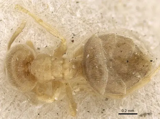 Chronoxenus myops - CASENT0922441