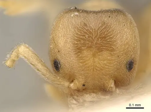 Chronoxenus myops - CASENT0922441