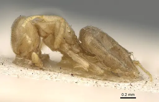 Chronoxenus myops - CASENT0922441