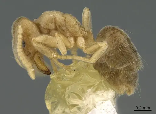 Chronoxenus myops - CASENT0923584