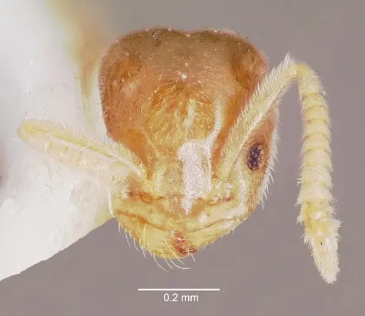 Chronoxenus rossi specimen