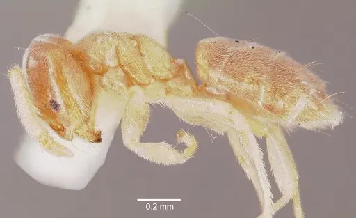 Chronoxenus rossi specimen