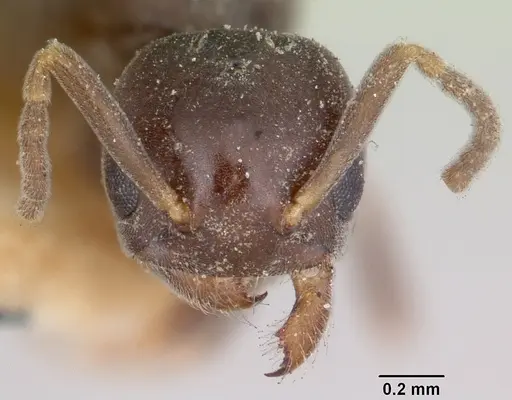 Chronoxenus walshi specimen