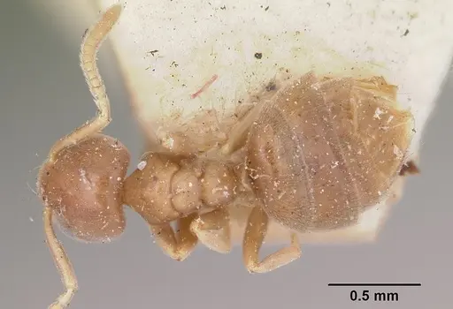 Chronoxenus wroughtonii specimen