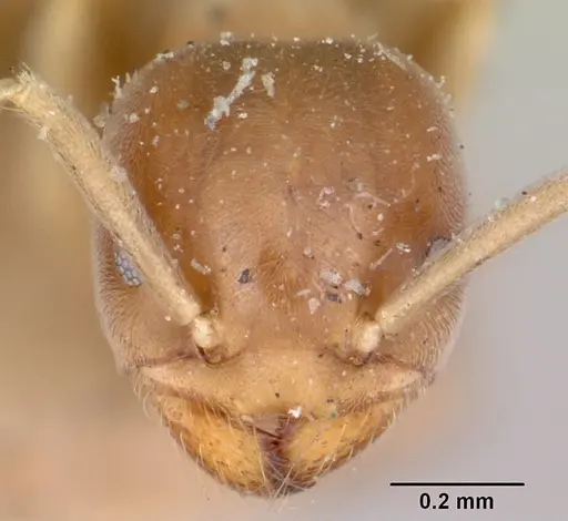 Chronoxenus wroughtonii specimen