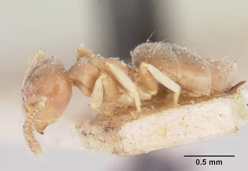 Chronoxenus wroughtonii specimen