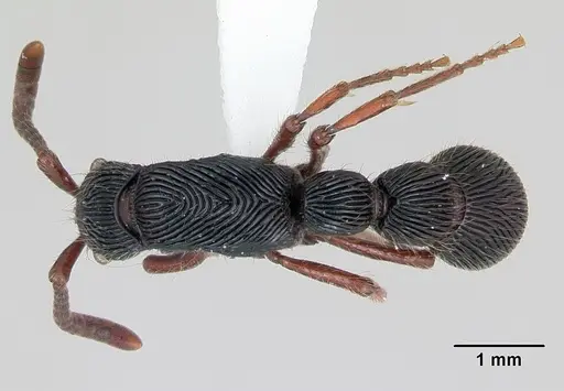 Chrysapace jacobsoni specimen