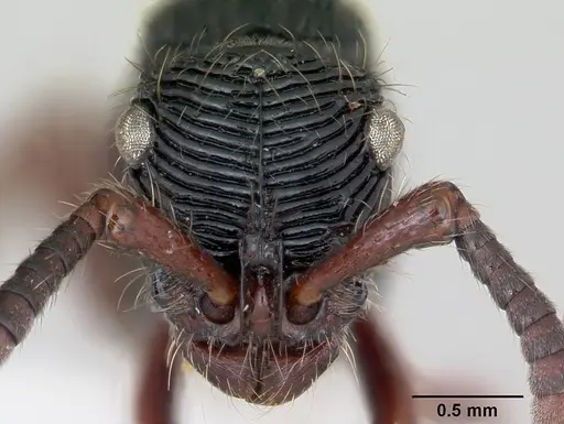Chrysapace jacobsoni specimen