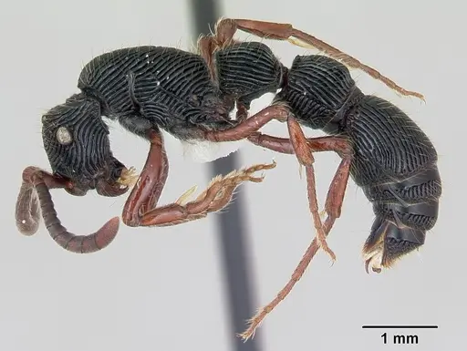 Chrysapace jacobsoni specimen