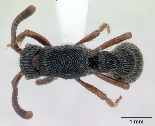 Chrysapace jacobsoni - CASENT0178877