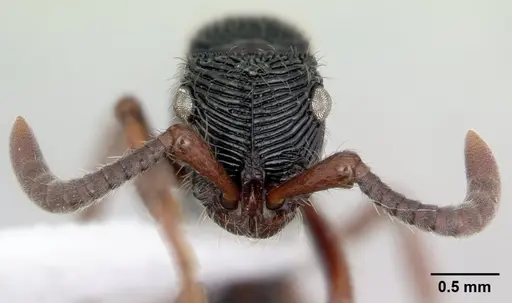 Chrysapace jacobsoni - CASENT0178877