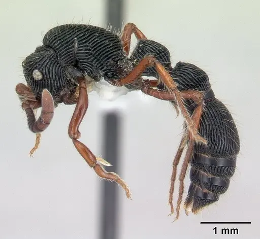 Chrysapace jacobsoni - CASENT0178877