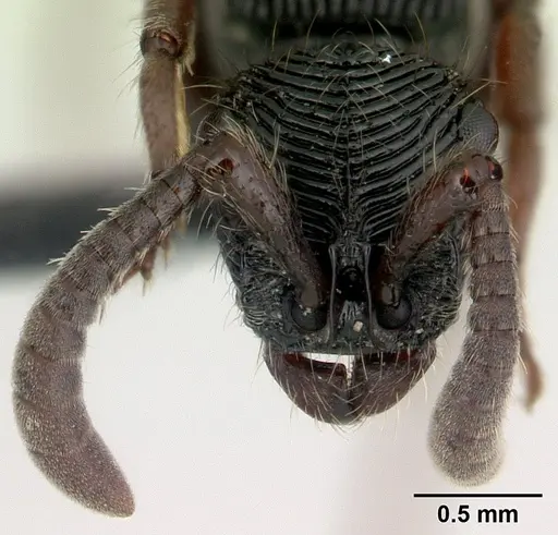 Chrysapace jacobsoni - CASENT0179461