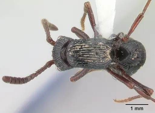 Chrysapace sauteri specimen