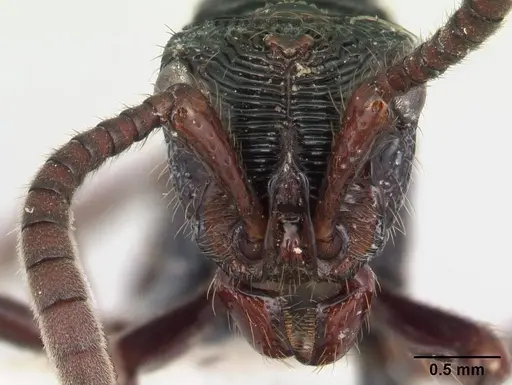 Chrysapace sauteri specimen