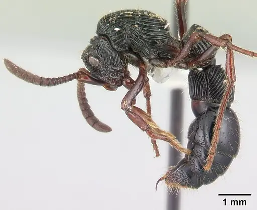 Chrysapace sauteri specimen