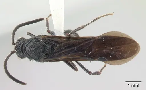 Chrysapace sauteri - CASENT0179567