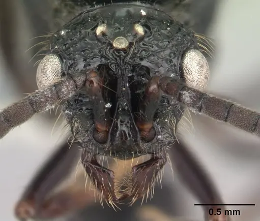 Chrysapace sauteri - CASENT0179567