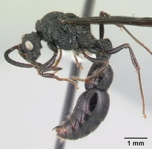 Chrysapace sauteri - CASENT0179567