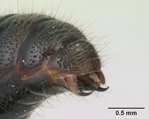 Chrysapace sauteri - CASENT0179567