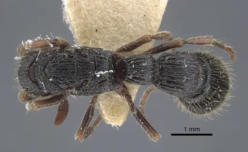 Chrysapace sauteri - CASENT0917268