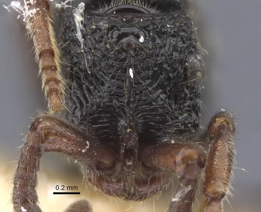 Chrysapace sauteri - CASENT0917268