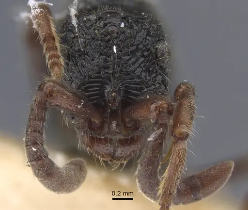 Chrysapace sauteri - CASENT0917268