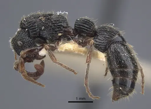 Chrysapace sauteri - CASENT0917268