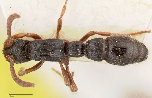 Chrysapace sauteri - FOCOL0376