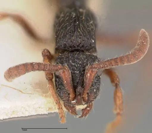 Chrysapace sauteri - FOCOL0376