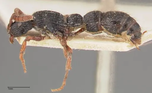 Chrysapace sauteri - FOCOL0376