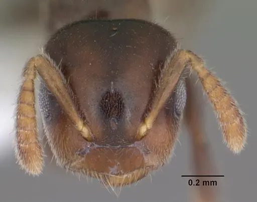 Cladomyrma andrei specimen