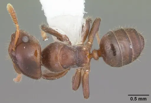 Cladomyrma andrei - CASENT0010936