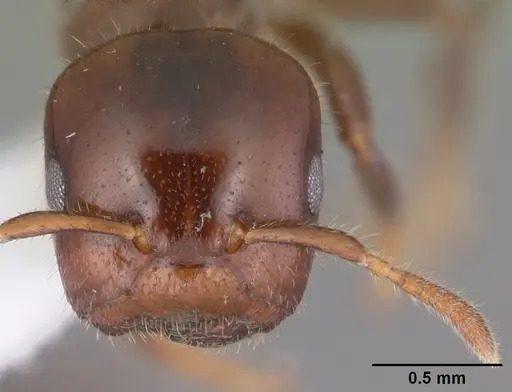 Cladomyrma andrei - CASENT0010936