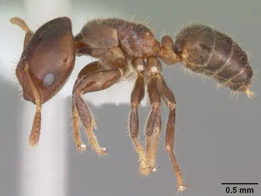 Cladomyrma andrei - CASENT0010936