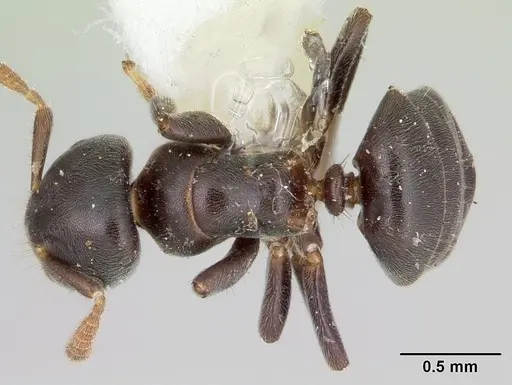 Cladomyrma andrei - CASENT0173912