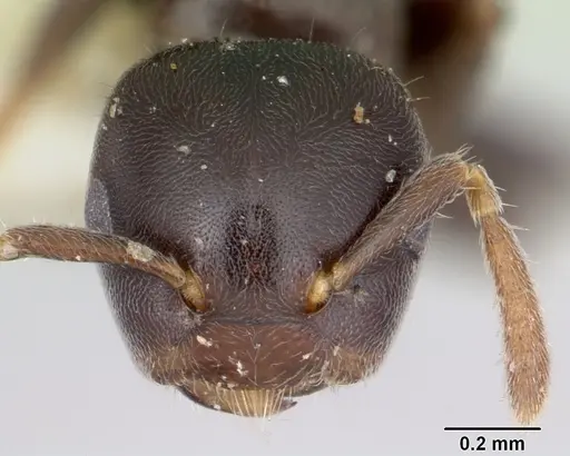 Cladomyrma andrei - CASENT0173912