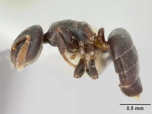 Cladomyrma andrei - CASENT0173912