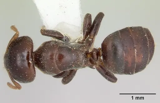 Cladomyrma andrei - CASENT0173913