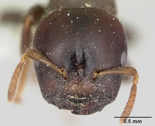 Cladomyrma andrei - CASENT0173913