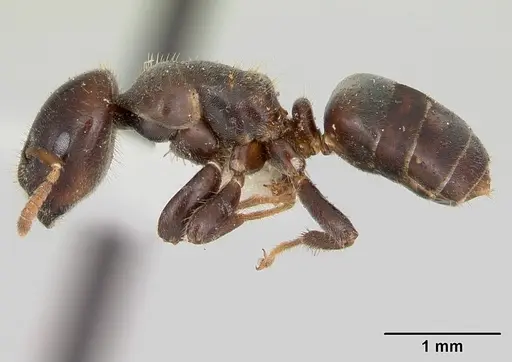 Cladomyrma andrei - CASENT0173913