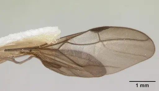 Cladomyrma andrei - CASENT0173913