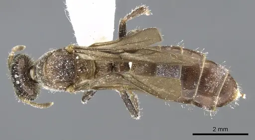 Cladomyrma andrei - CASENT0903186