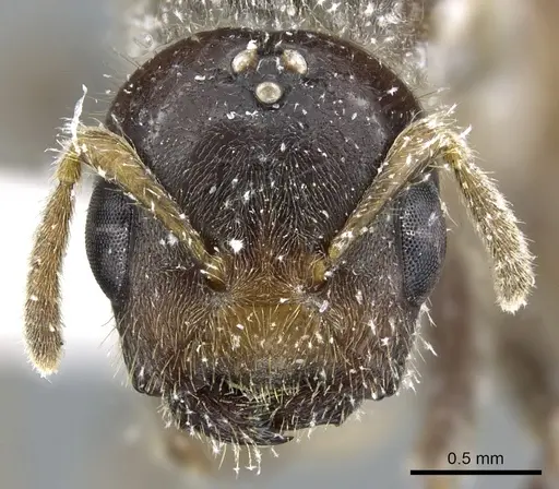 Cladomyrma andrei - CASENT0903186